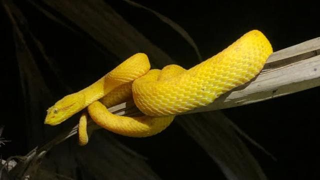 Sarapiquí: Rainforest Night Walk with Wildlife Guide
