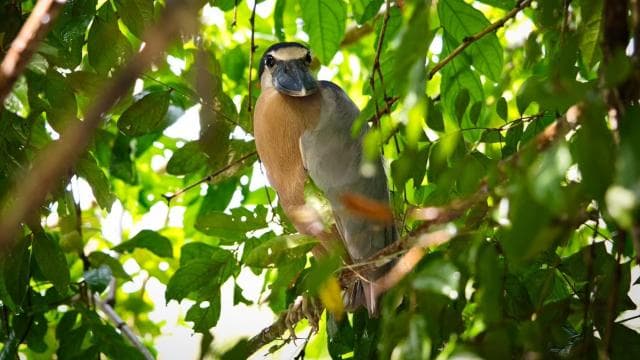 Tortuguero: Canoe Adventure Tour