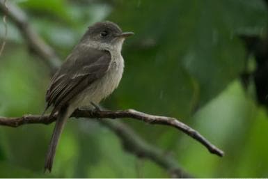 Los Haitises: Sunrise or Sunset wildlife focus