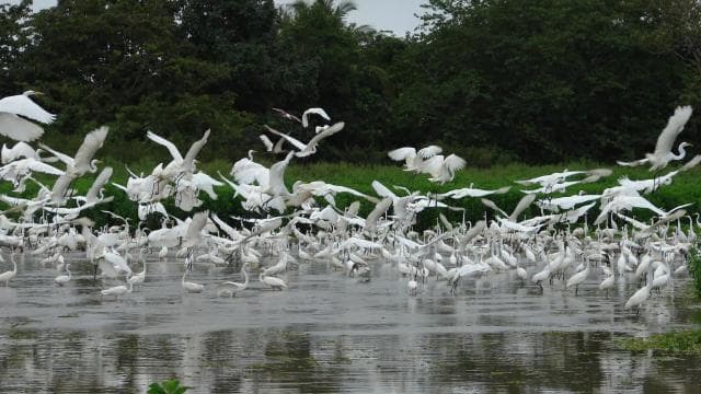 Caño Negro: rivers and lagoons: bird, flora and fauna tour