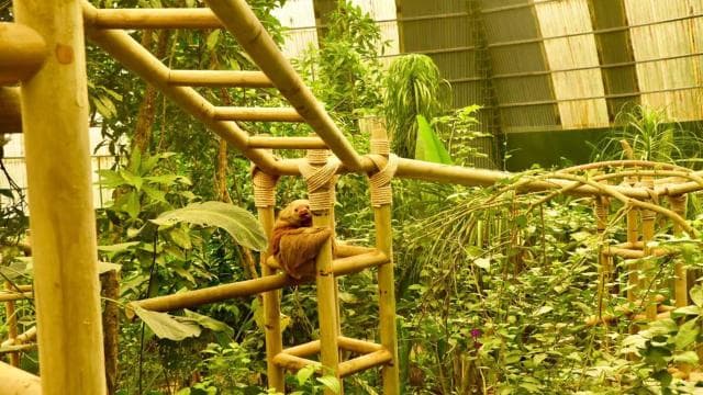 Monteverde: Suspension Bridges, Sloths, and Butterflies
