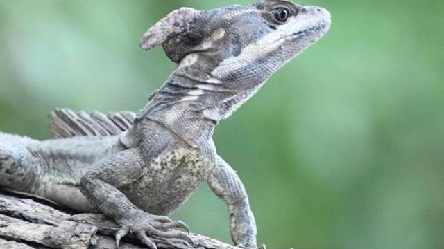 Papagayo Gulf: Palo Verde National Park Boat Tour