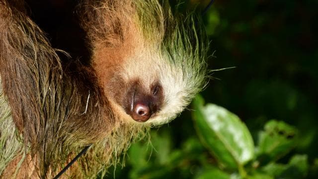 Immerse yourself in the magic of the Monteverde Cloud Forest