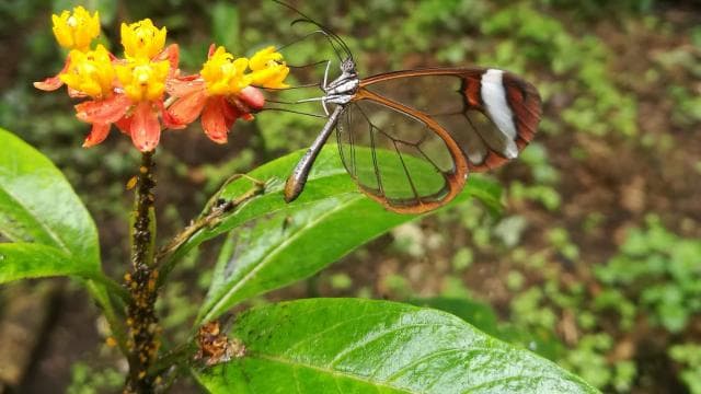 San Jose: Walking Nature Tour with Sloths, Birds, and Trees