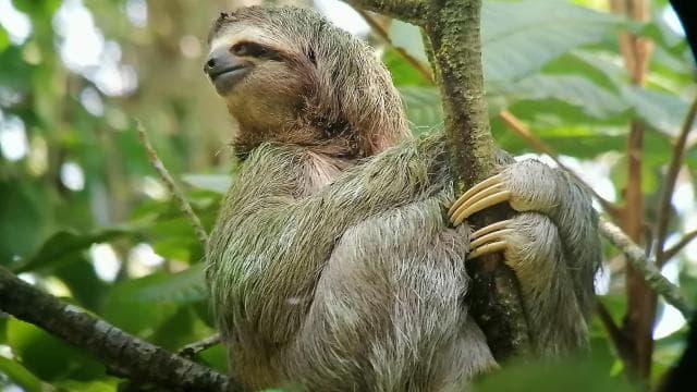 Manuel Antonio National Park, Spotting Animals and plants
