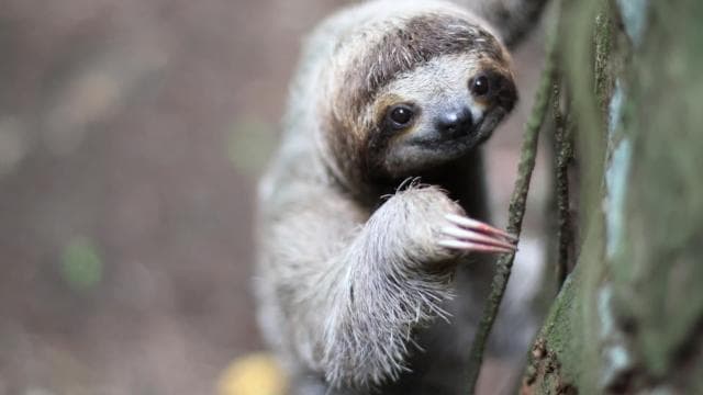 Uvita: Private Guided Tour - Sloth Watching Trail Costa Rica