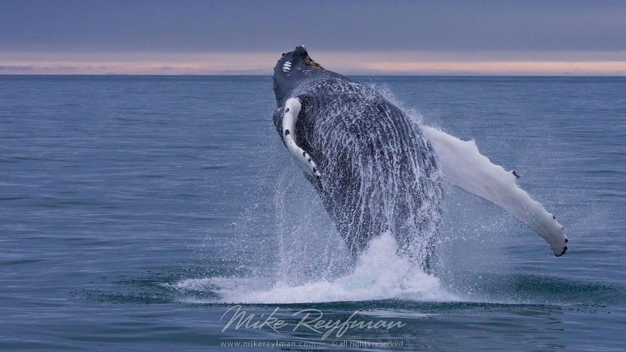 Half-Day Whale Watching Tour in Miches – Unforgettable Marine Adventure