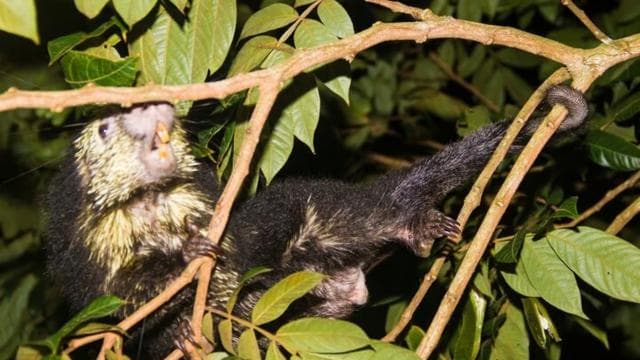 Monteverde: Private Night Tour with Wildlife Encounters
