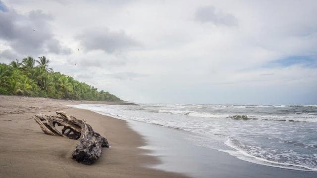 Cahuita National Park: Best Things to Do in Cahuita Limon