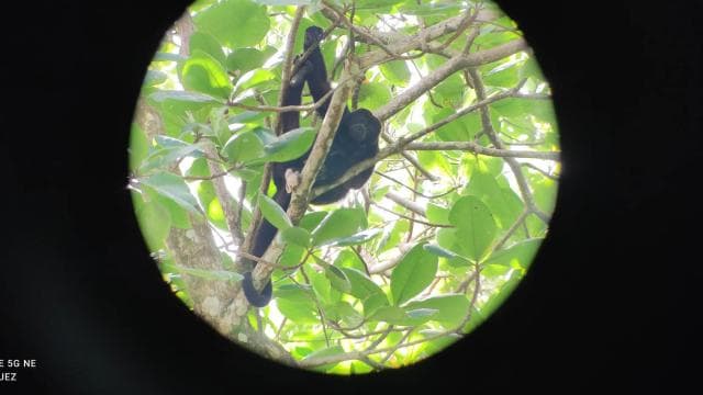 Cahuita: Hiking tour and wildlife spotting