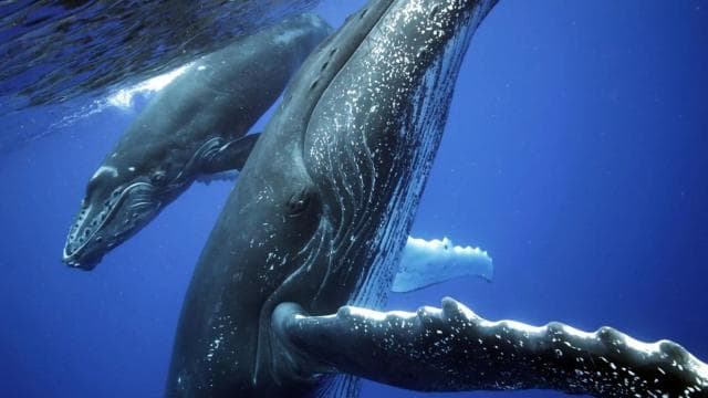 Uvita: Marino Ballena National Park Whale Watching Cruise
