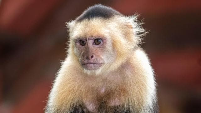 Rincón de la Vieja: Exclusive Eco Adventure 12-in-1 Day Pass