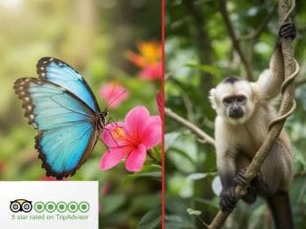 Butterfly Garden Plus Monkey Land at Puerto Plata