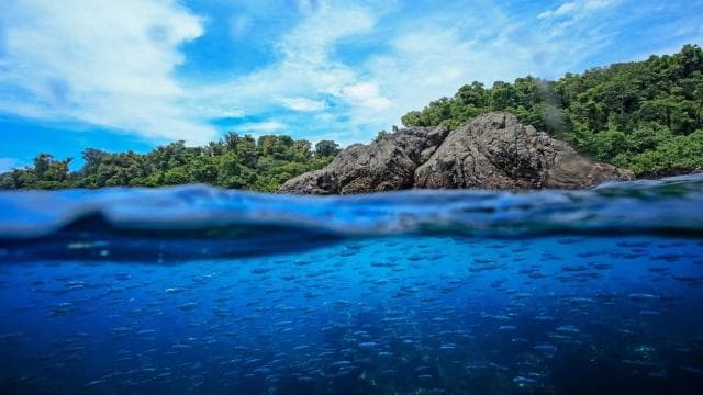 Uvita: Snorkeling at Caño Island - Unforgettable Experience