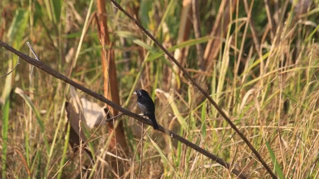 Carara National Park Tour