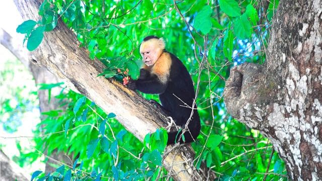 Palo Verde National Park: Wildlife Boat Tour