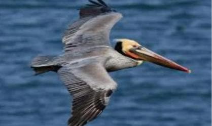 Private: Catalina Island Snorkeling & BBQ Boat Tour