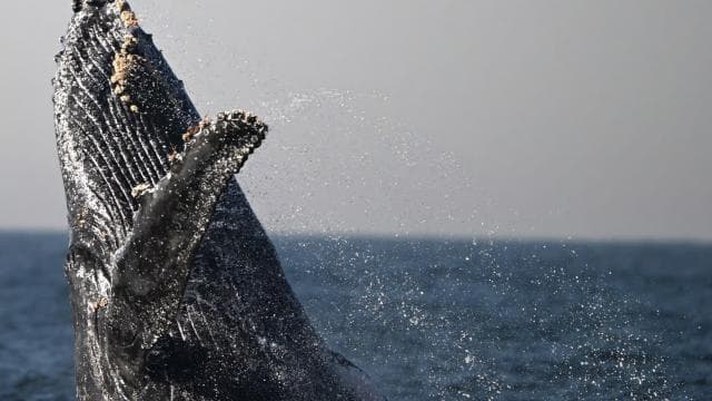 Uvita: Marino Ballena National Park Whale-Watching Tour