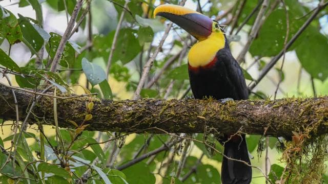 Uvita: Birdwatching