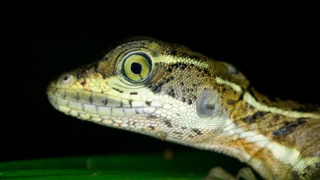 Manuel Antonio: Night Mangrove Safari Boat Tour with Dinner