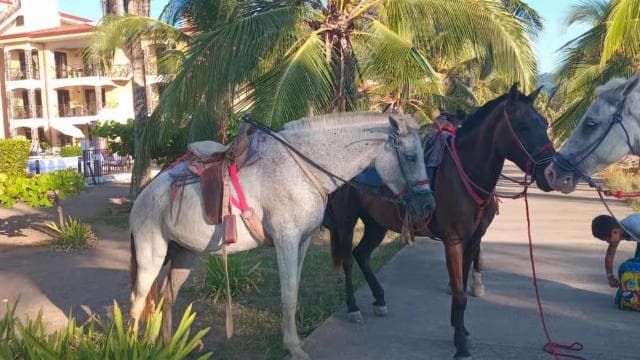 Jaco Horse Tours