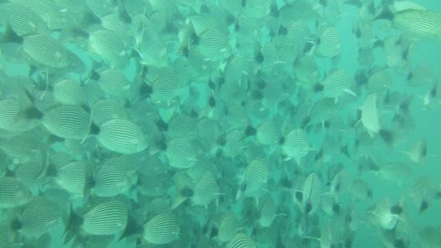 Tamarindo: Guided Snorkeling Tour with Marine Life Spotting