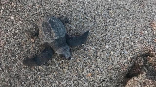 Playa Minas: Sea Turtle Watching Tour