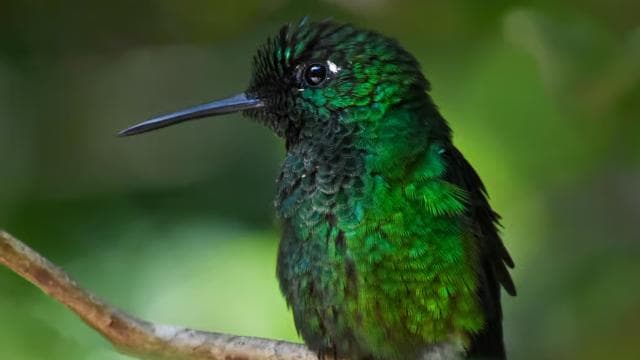Monteverde: Cloud Forest Guided Nature Tour