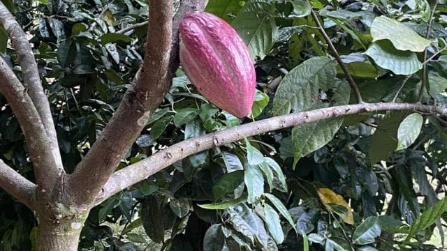 Chocolate, Vanilla and Coffee Tour