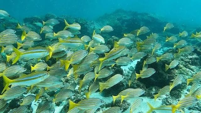 Drake Bay: Snorkeling Tour in Caño Island with Lunch