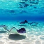 Four Adventures: Parasailing, Snorkeling Cruise, Sharks & Rays in Natural Pools from Punta Cana