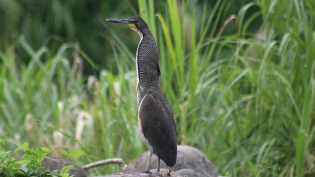 Nosara: River Wildlife Safari by Raft with Transfer & Snack