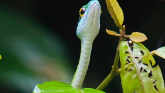 Guided hike through the Manuel Antonio jungle with optical equipment.