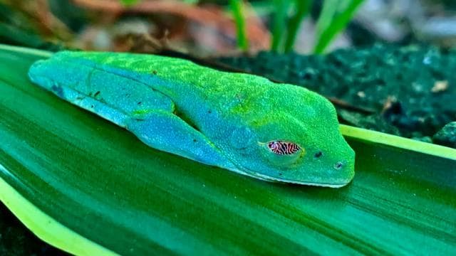 Puerto Limón: Tortuguero, Maratopia, Cahuita, banana plantation, and much more: tour