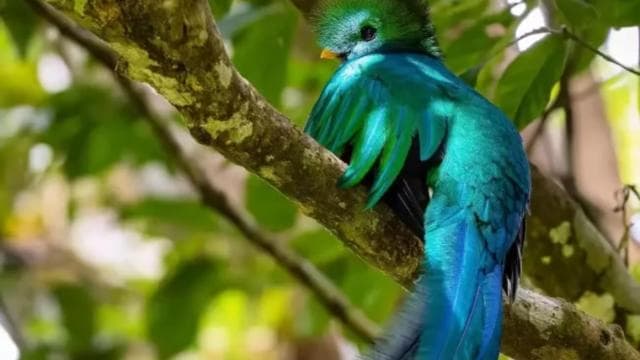 Monteverde: Cloud Forest Reserve Guided Hike