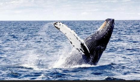 From Punta Cana: Samaná Cayo Levantado and Waterfall + Whale Watch