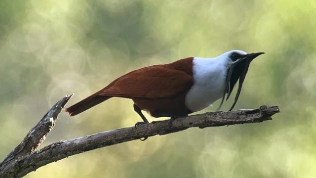 Monteverde: Birdwatching Half-Day Tour