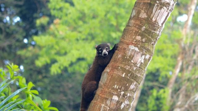 Corcovado National Park- Sirena/San Pedrillo Station - 1 Day