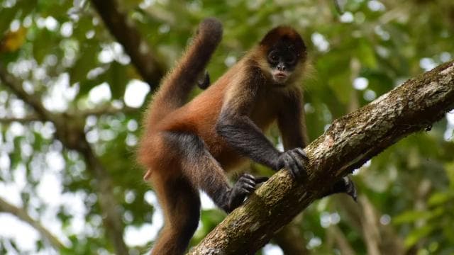Caño Negro: Wildlife Discovery Tour