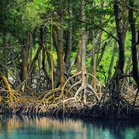Punta Cana: Countryside and Macao Beach Half-Day Buggy Tour