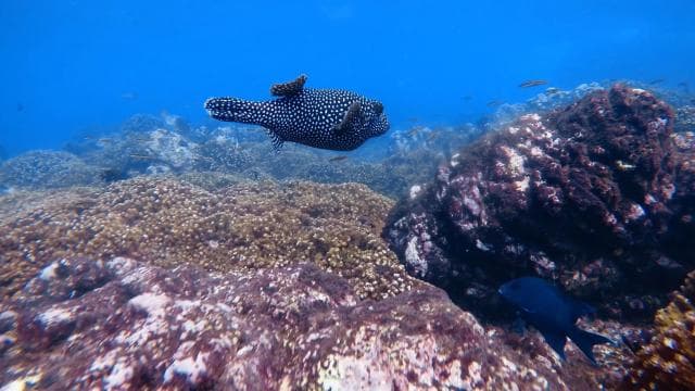 Uvita: Snorkeling in Caño Island