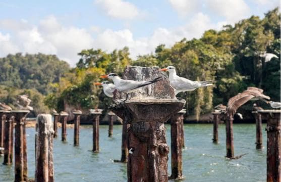 Los Haitises: Boat + Lunch at the beach & Natural pools