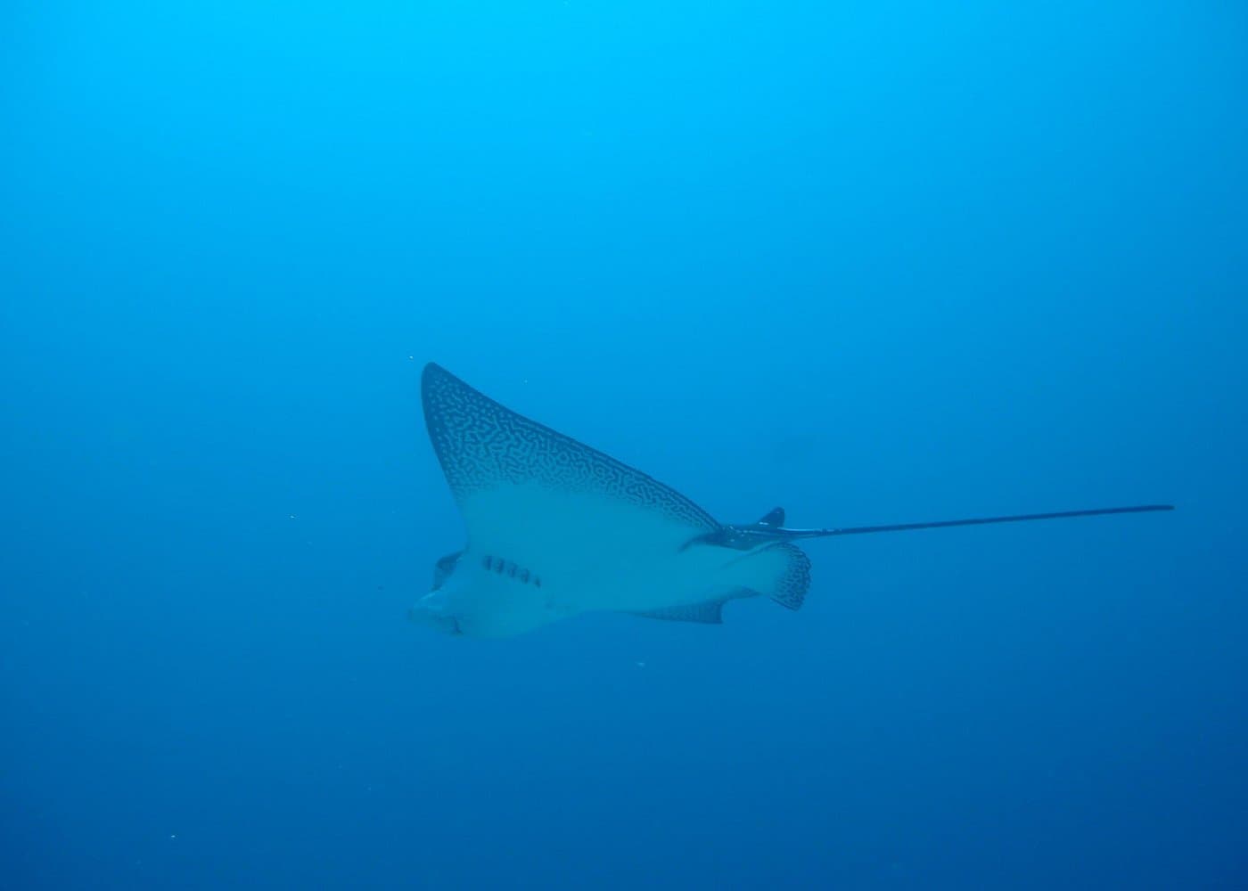 Isla Pinzón - Day Tour - From Santa Cruz - Islas Galápagos