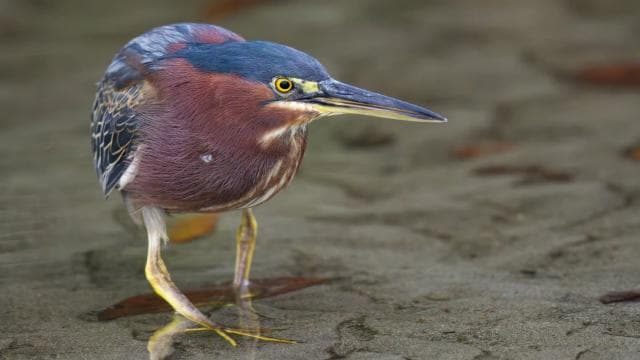 Tamarindo: Tamarindo Estuary Boat Tour with Naturalist Guide
