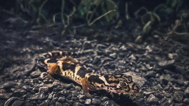 Tamarindo Night Walk