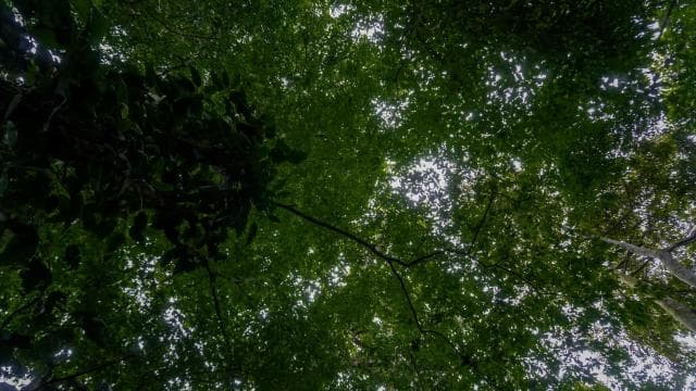 El Tanque: GreenEcoPark Guided Hike with Seasonal Fruits