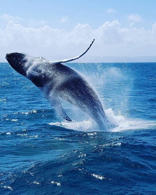 Punta Cana: Miches Whale Watching Catamaran Tour with Snacks 