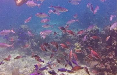 Private: Catalina Island Snorkeling & BBQ Boat Tour