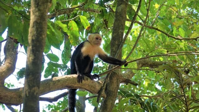 Uvita: Marino Ballena National Park Private Hike & Wildlife