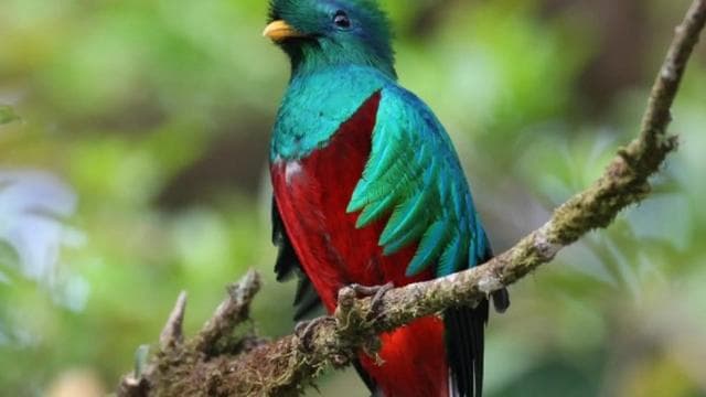 Monteverde: Curi-Cancha Reserve Tour with Entry Ticket